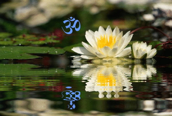 om on lotus